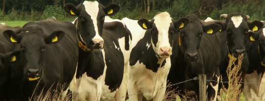 FrieslandCampina: naar een duurzame melkveehouderij