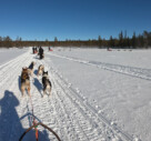 Husky Safari – een coachreis naar Finland